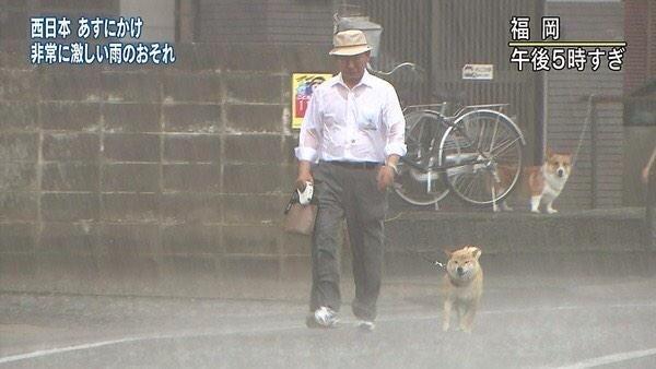 台風中の犬の散歩 - 大雨, シュール