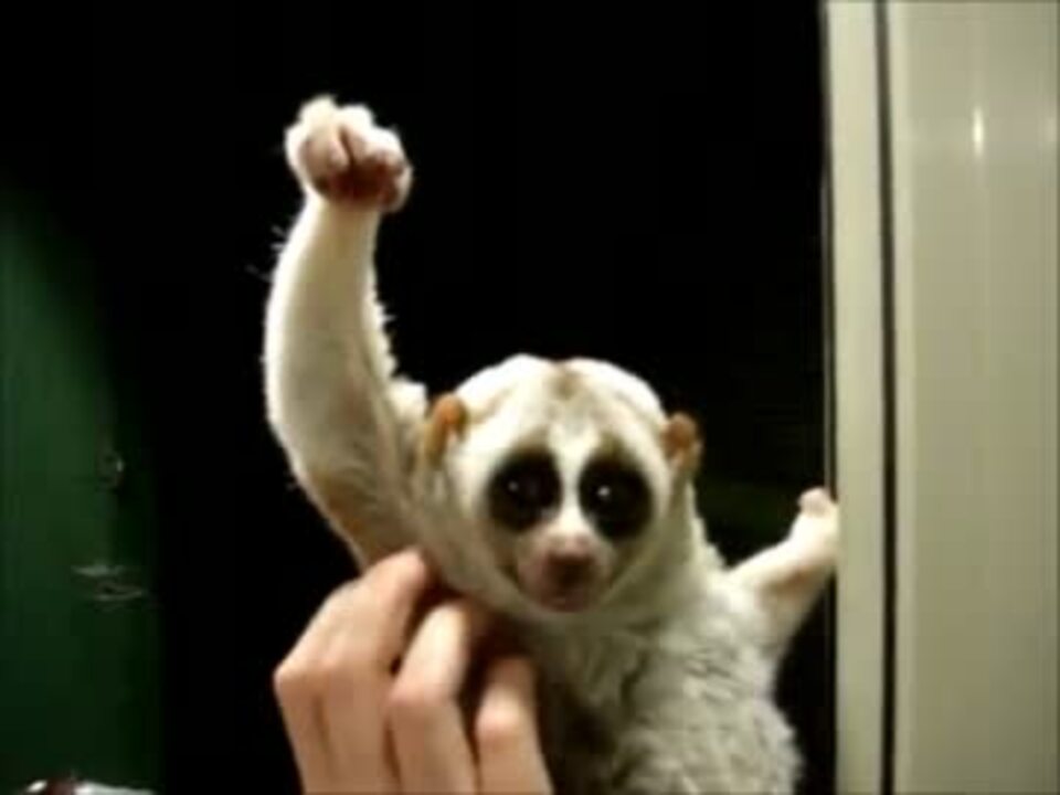 淫夢くん - 淫夢, 完全勝利した