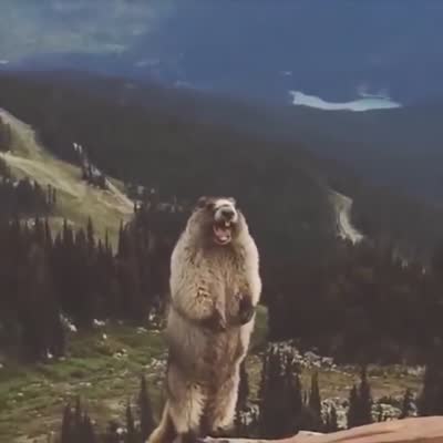 絶叫するビーバー - ああああああああああああああああ！！！！, マーモット, Screaming Marmot