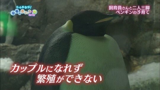 カップルになれず繁殖ができない - ペンギン