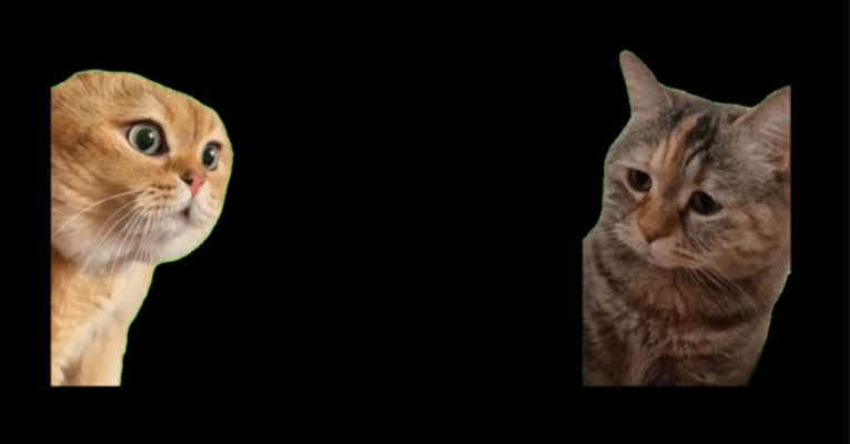 猫ミーム - 説教猫, Talking Cats Meme