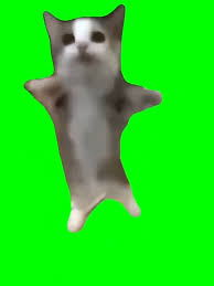 猫ミーム - 猫, ハッピーハッピー, チピチピチャパチャパ