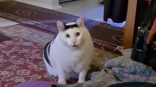 猫ミーム - はぁ？, Huhcat