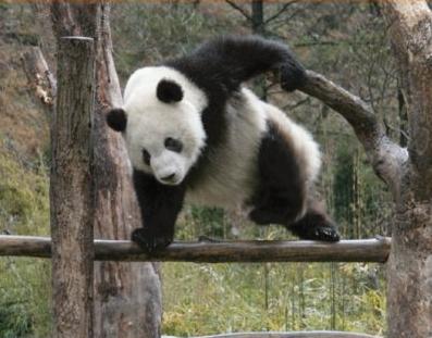 笹食ってる場合じゃねぇ - パンダ