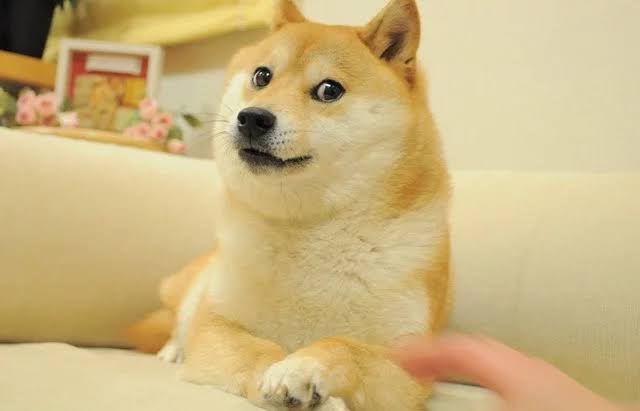 かぼす - 世界一有名な犬, Doge